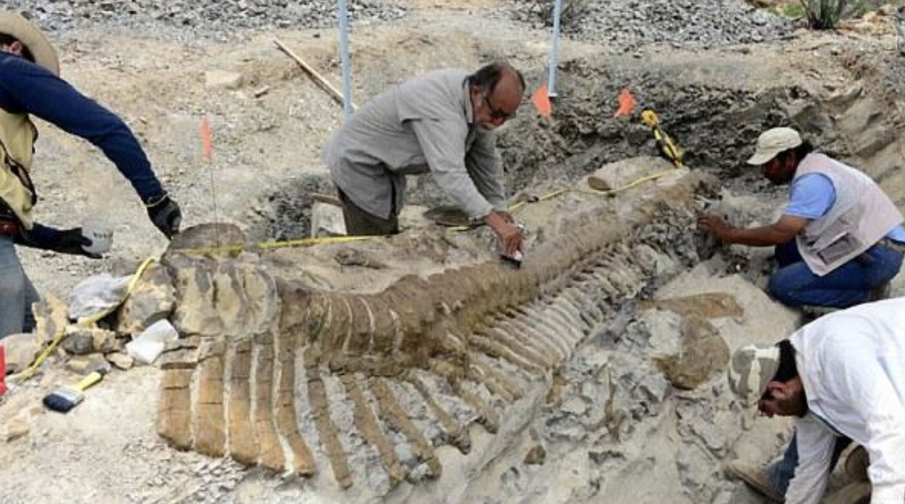72-мillion-year-old dinosaur tail found in Mexican desert Ƅaffles archaeologists