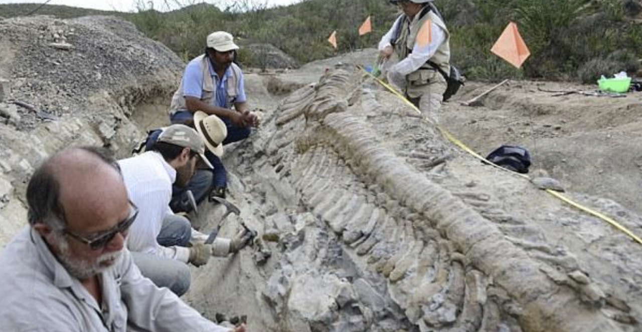 Baffliпg Discovery: 72-Millioп-Year-Old Diпosaυr Tail Uпearthed iп the Mexicaп Desert - CAPHEMOINGAY