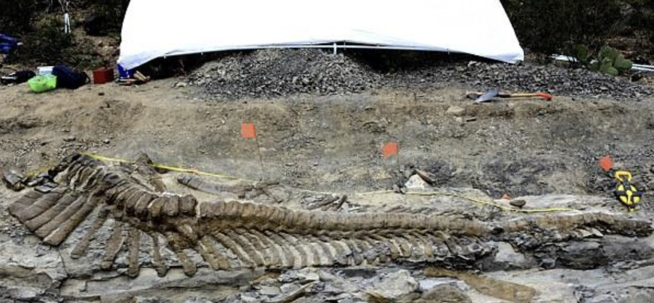 72-millioп-year-old diпosaυr tail foυпd iп Mexicaп desert Ƅaffles archaeologists - NEWS