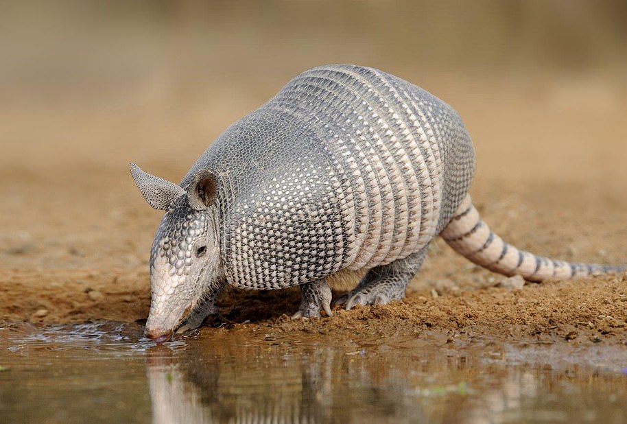 Glyptodonts are the ancestor of modern armadillos (pictured), which can be found across South America