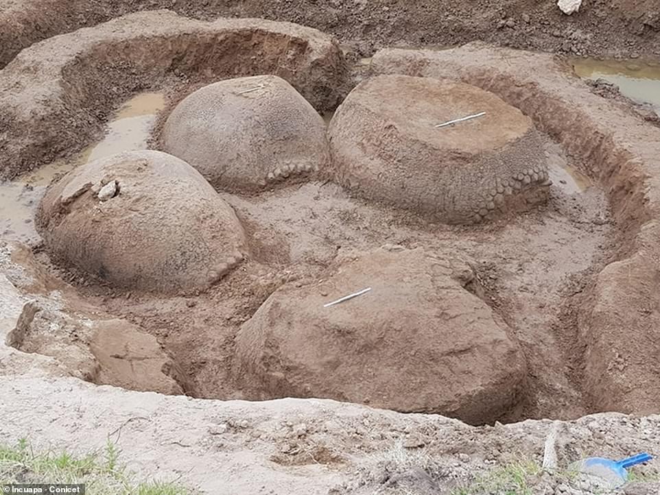 The resting place of ancient armadillos that roamed the earth some 20,000 years ago has been discovered in Argentina. A farmer stumbled upon the graveyard containing fossilized shells of four mᴀssive Glyptodonts, with the largest being the size of a Volkswagen Beetle