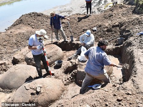 The group discovered in Argentina are believed to be two adults and two young animals, but experts are set to conduct further testing to determine the age, Sєx and cause of death for each of the fossilized Glyptodonts