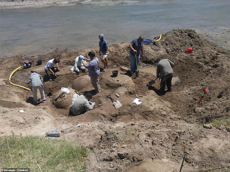 The fossils were discovered in a riverbed by a farmer who was simply taking his cows out to graze