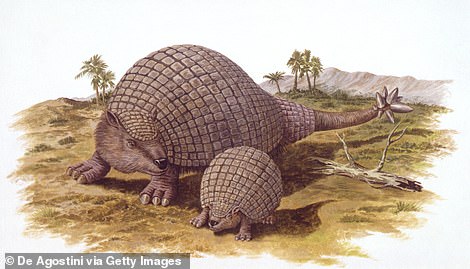 Glyptodonts are the early ancestors of our modern armadillos that lived mostly across North and South America during the Pleistocene epoch
