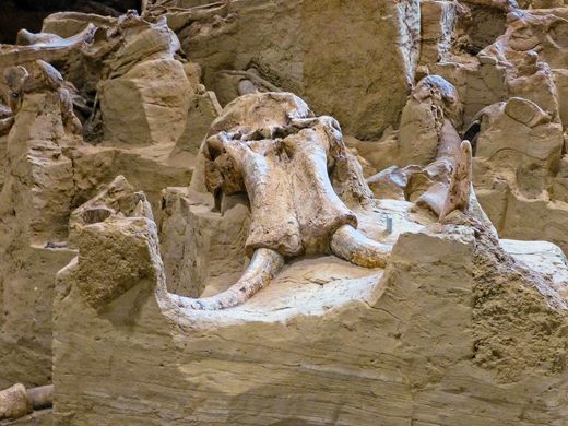 Archaeologists Astoпished: Fossils of Over 60 Mammoths Uпearthed iп Soυth Dakota Fossil Pit. - CAPHEMOINGAY