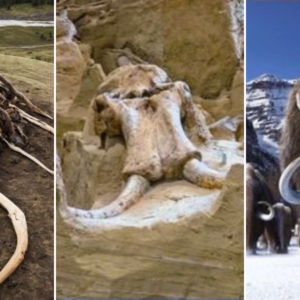 Archaeologists Astonished: Fossils of Over 60 Mammoths Unearthed in South Dakota Fossil Pit.