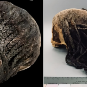 A 3,300-Year-Old Hairstyle on a Preserved Ancient Egyptian Head