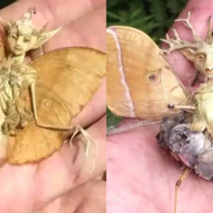 “Fairy” Being from the forest found in a patio in Mexico