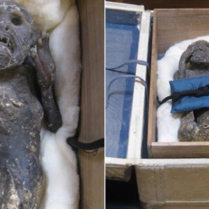 Mermaid Mummy at Japan Temple Exposed as Gruesome Man-Made Hoax