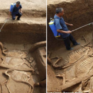 Horse And Chariot Parts Were Discovered In A Tomb In China That Was 3000 Years Old