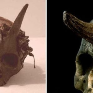 Ancient giant skull with ‘horns’ discovered during an archaeological excavation in Sayre in the 1800s