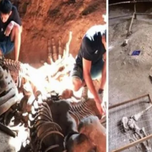 Unlocking Secrets: The Thrilling Quest into the Giant Skeleton Unearthed in Ancient Thai Caves.