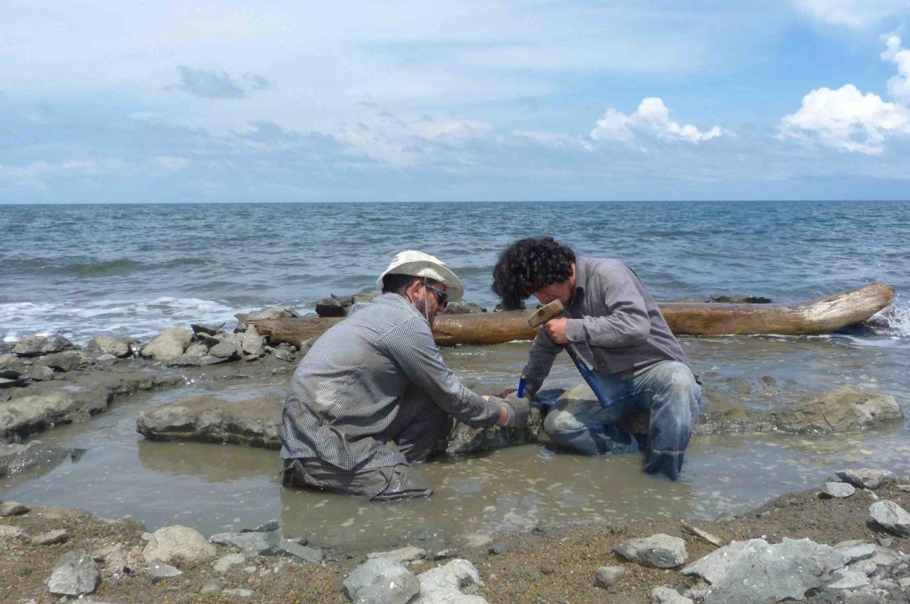 Researchers excavate the 6 million-year-old fossil remains of a sea turtle of the genus Lepidochelys near La Pina along the Caribbean coast of Panama in this handout pH๏τograph taken in 2015 and obtained by Reuters on Sept. 28, 2023. (Carlos de Gracia/Handout via Reuters)