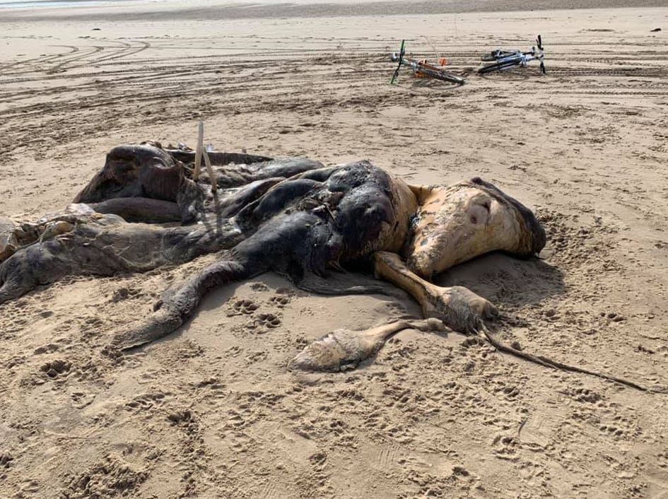 Locals were perplexed by what animal the remains could belong to, after a walker found the carcᴀss on the beach (Picture: Facebook/ Ainslade )