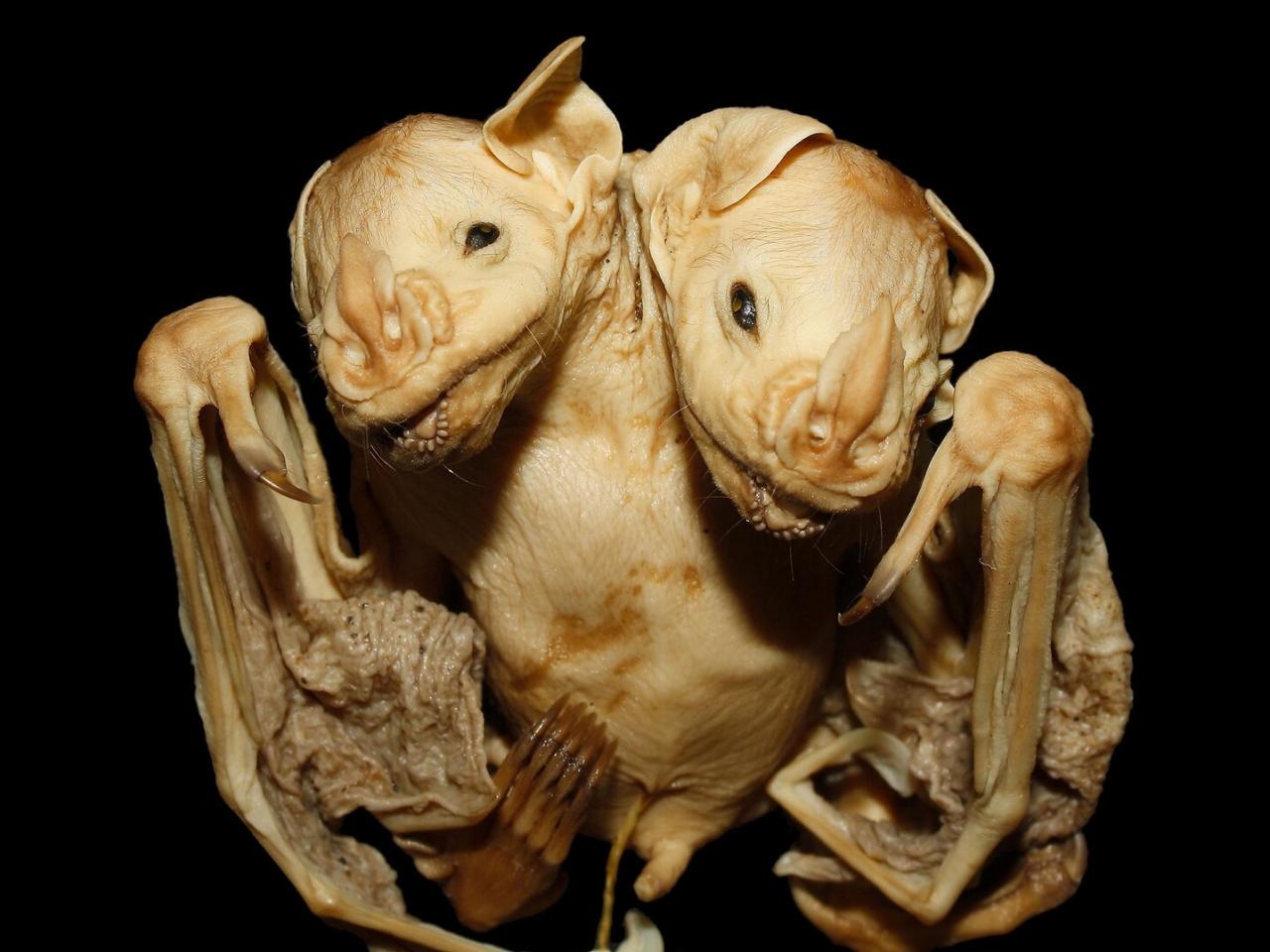 Conjoined Bat Twins Found in Brazilian Forest