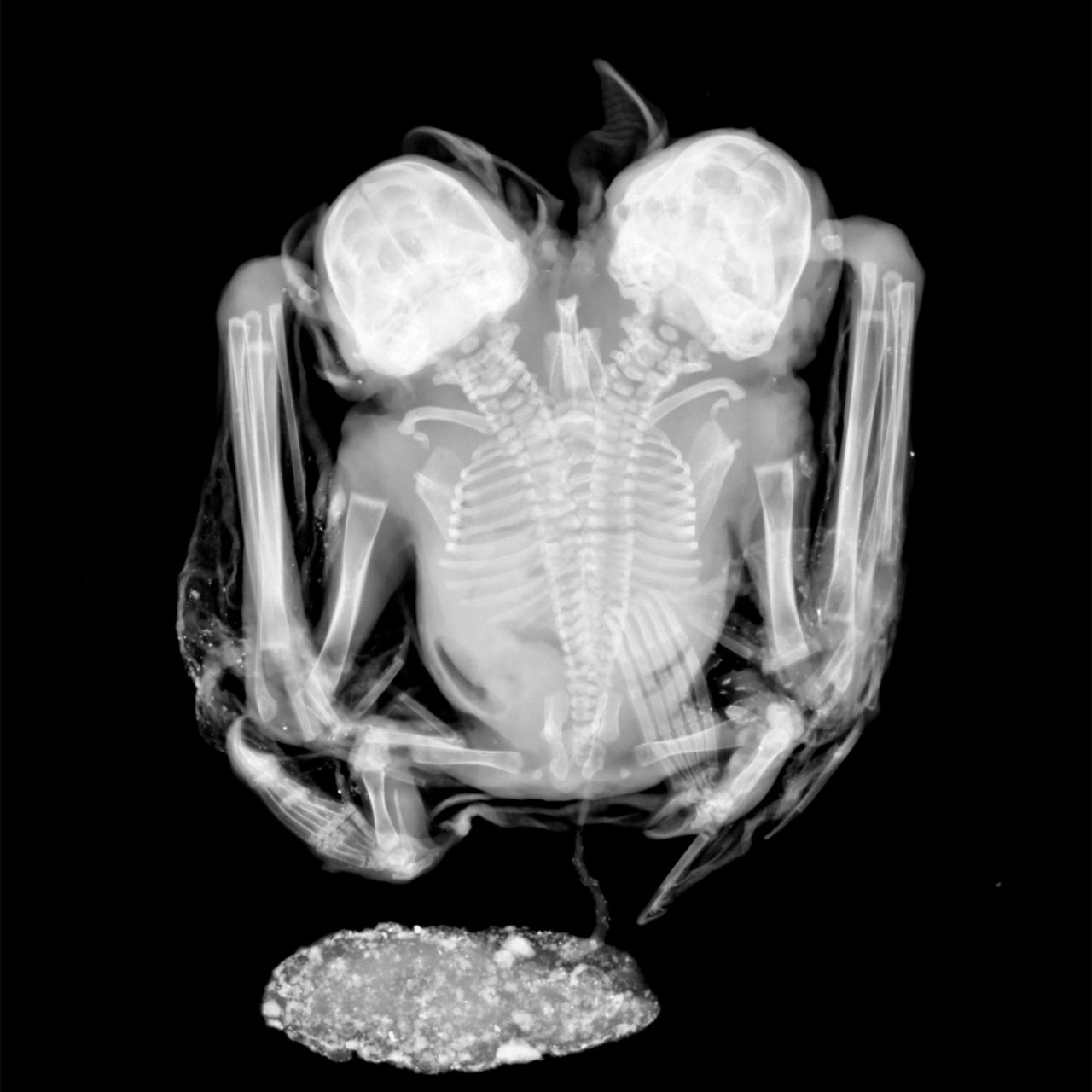 An x-ray of the conjoined twin bat.