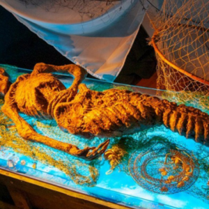 The origin of a mermaid mummy, captivating the public’s curiosity for almost 200 years, has finally been unveiled.