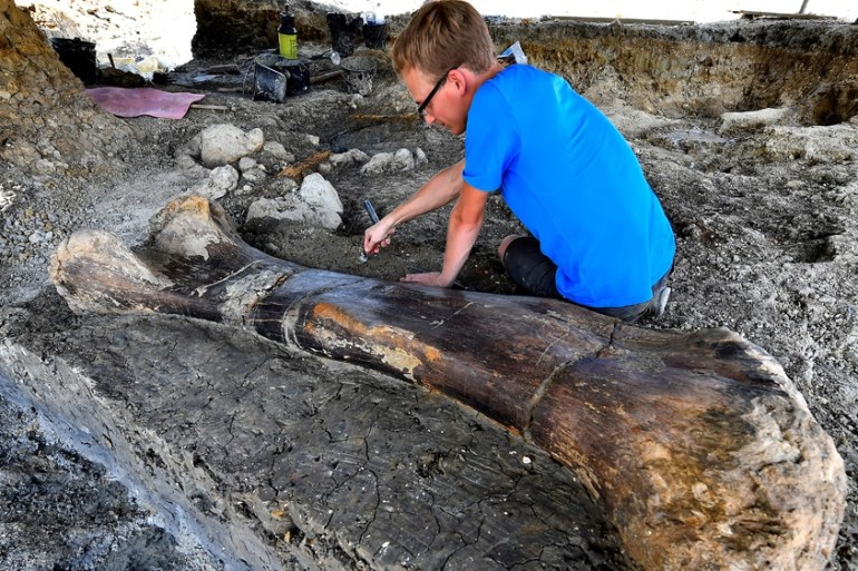 Major discovery': Giant dinosaur bone unearthed in France | History News |  Al Jazeera