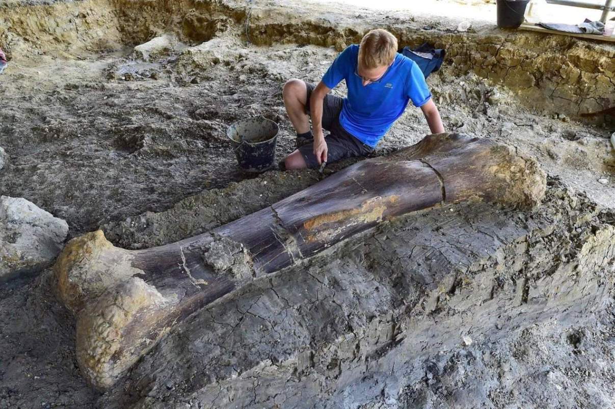 Mᴀssive, 1,100-Pound Dinosaur Bone Unearthed in France | Geology In