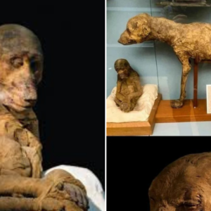 Preserved for Eternity: Mummy of Pharaoh AmenH๏τep’s Beloved Dog Unveiled After 3,500 Years