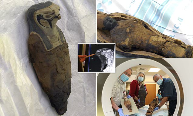 Child-like mummy thought to contain human remains is revealed to be packed with GRAIN | Daily Mail Online