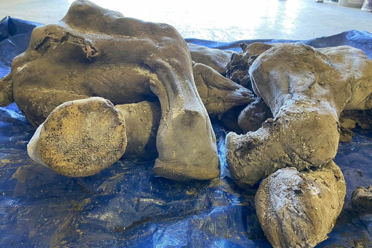 Nearly complete, 30,000-year-old mummified baby woolly mammoth discovered in  Yukon - Vancouver Island Free Daily