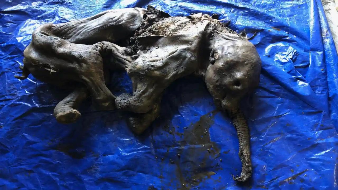 Canadian gold-miner finds 30,000 year-old mummified baby mammoth | Live  Science