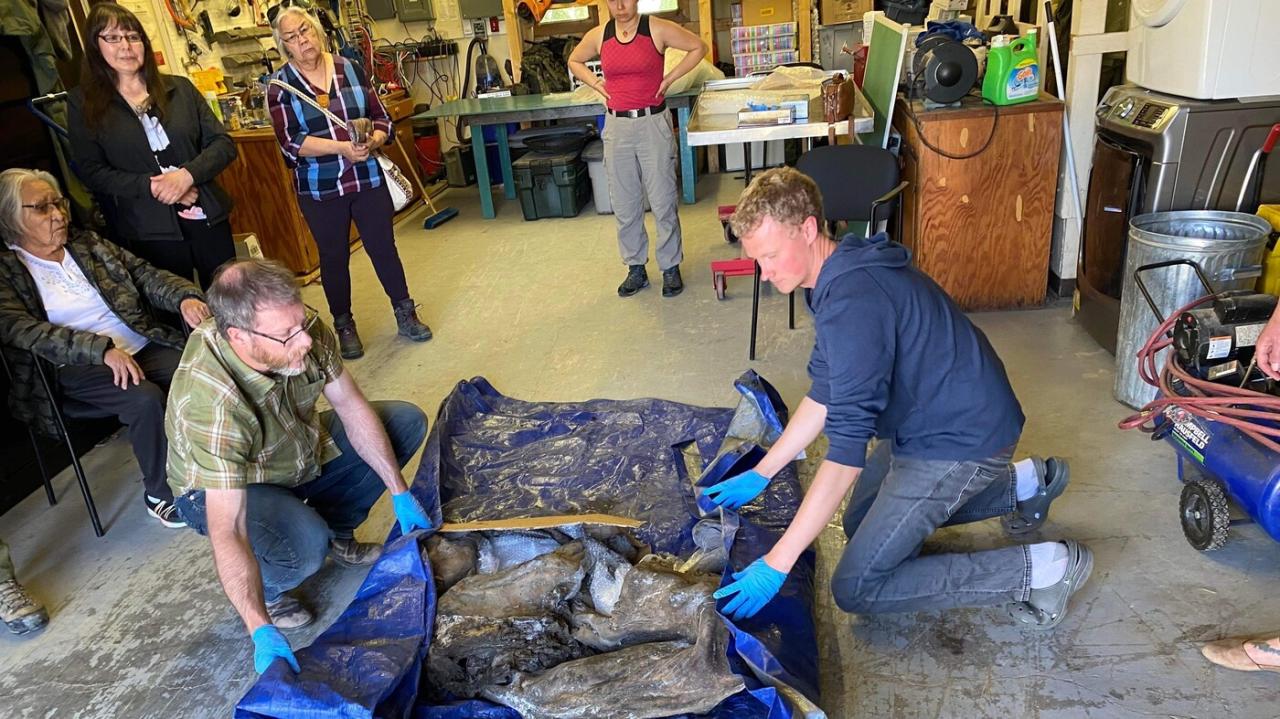 Mummified baby mammoth found in Canada with intact hair, skin, tusks : NPR