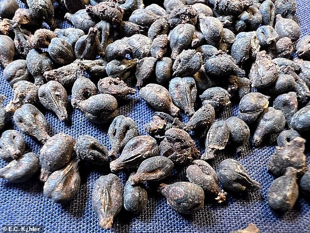 The jars ¿ some of which were remarkably well-preserved and still in their original condition ¿ are among the oldest evidence of wine ever found. Pictured are the grapes seeds inside them