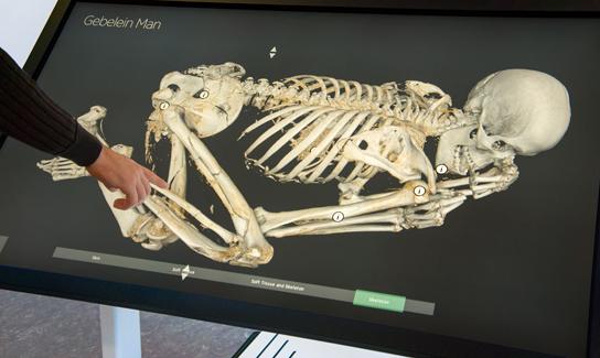 A touchscreen showing a scan of the skeleton of a naturally mummified adult male lying in flexed position