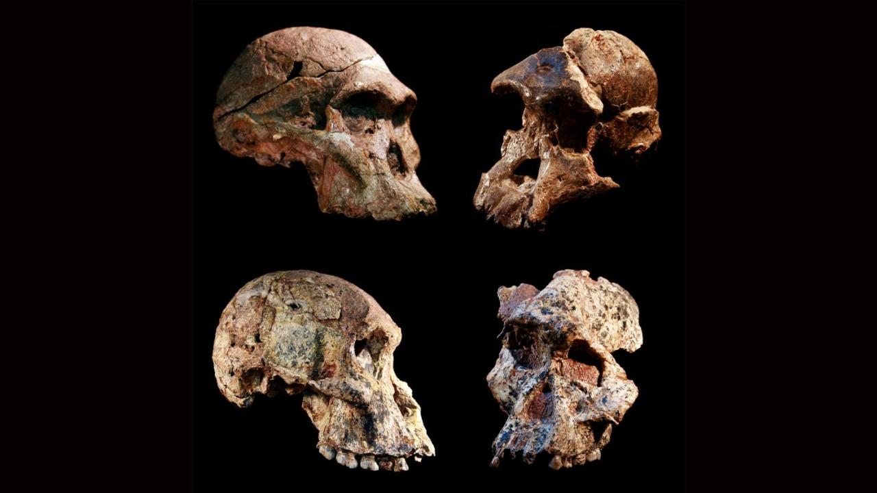 M4 montage: Four different Australopithecus crania that were found in the Sterkfontein caves, South Africa. The Sterkfontein cave fill containing this and other Australopithecus fossils was dated to 3.4 to 3.6 million years ago, far older than previously thought. The new date overturns the long-held concept that South African Australopithecus is a younger offshoot of East African Australopithecus afarensis. 