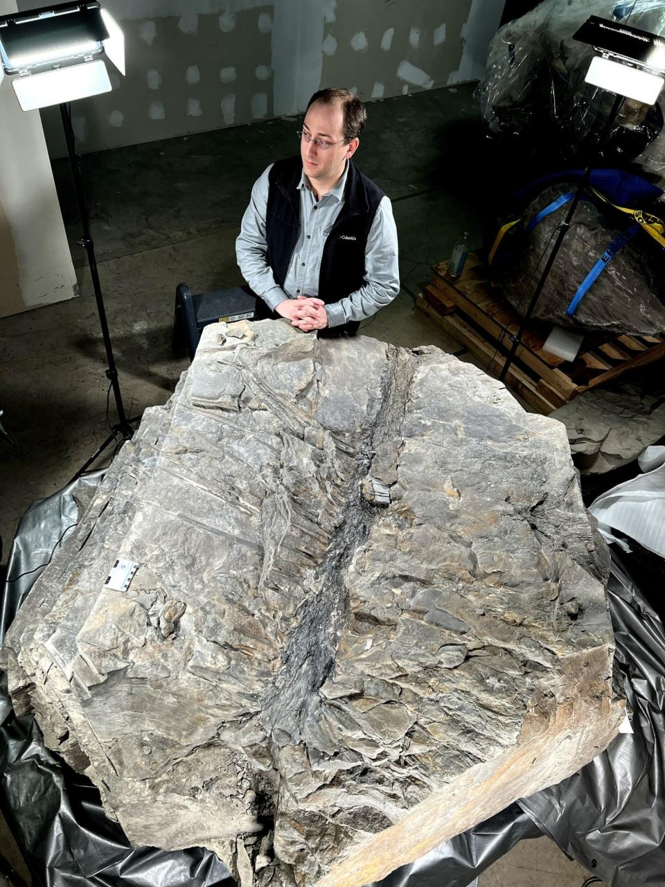 Ancient 'Dr. Seuss-Like' Tree Fossil Unearthed in Canadian Quarry | Odd  News Show