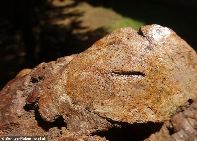 Pictured, tooth impact mark over the sea cow snout. The viscous ᴀssault started when the crocodile first tried to grasp its prey by the snout in an attempt to suffocate it