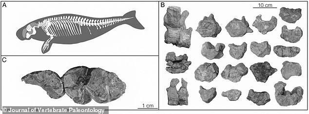 The sea cow skeleton, consisting of a partial skull and 18 vertebrae, was found in what is now northwestern Venezuela