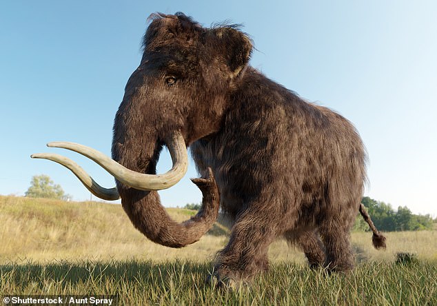 Woolly mammoths descended from ancestors in Africa and were widespread in northern Europe, Asia, and North America during the last Ice Age (file pH๏τo)