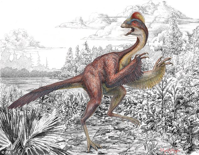 Discovered in 2014, the 10ft-tall 'Anzu wyliei' creature (illustrated above) got its name because of a chicken-like crest on its head, feathered wings, long talons and dangerous beak