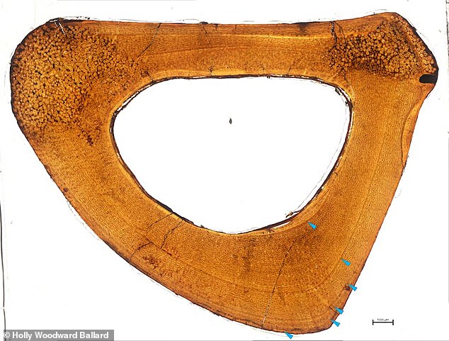 Help from Oklahoma State ᴀssociate professor of anatomy Dr Holly Woodward-Ballard revealed that the spacing between the outer rings of the new specimen's bone slices (above) were too closely packed to be bone of a juvenile 'Anzu wyliei' - suggesting a new 'hell chicken'