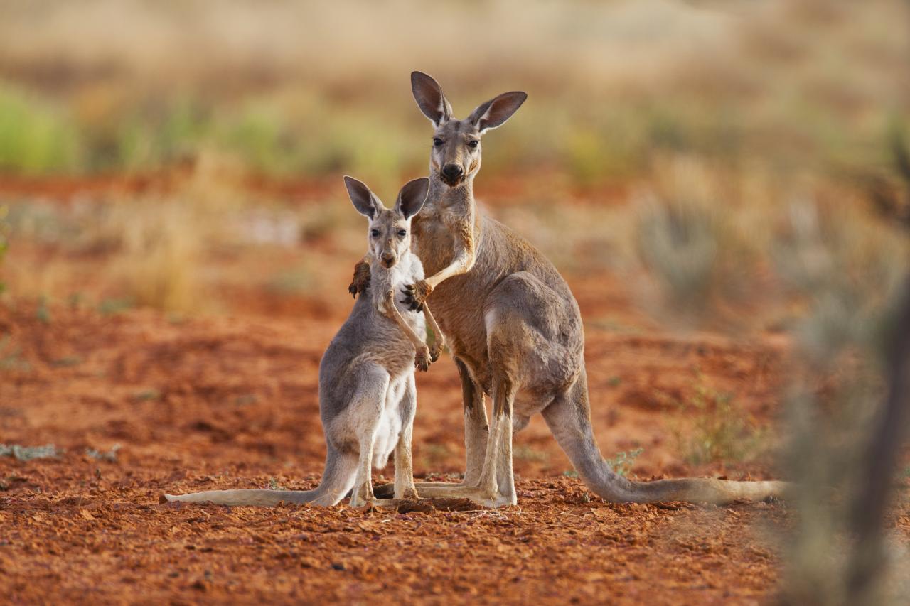 Red kangaroos are the largest of all kangaroos alive today