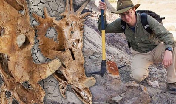 dinosaur horned spiky skull styracosaurus