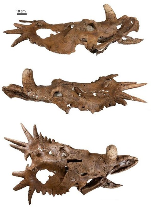 dinosaur-skull-Styracosaurus