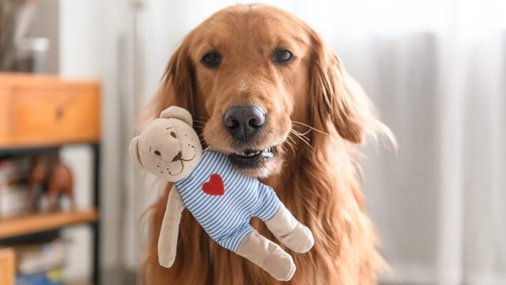 golden retriever packs suitcase