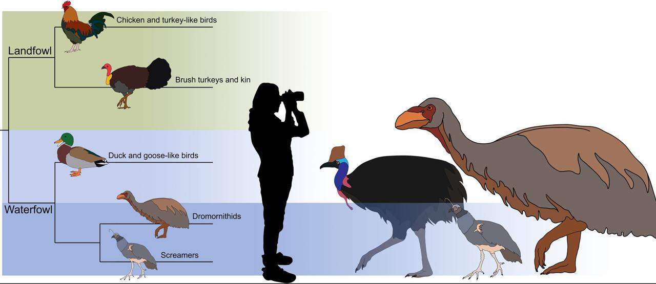 Here is a graphic showing different types of bird