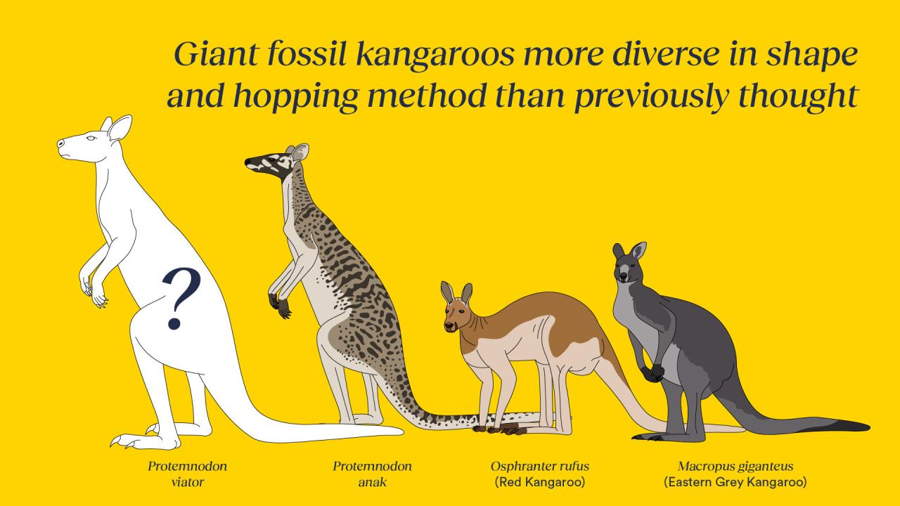 One of the newly found kangaroos was twice as big as modern-day red males