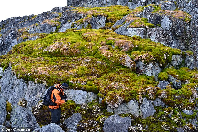 Back in 1986, just one square kilometre of the Peninsula was covered with vegetaion. However, by 2021, this area had increased to almost 12 square kilometres. Pictured: Norsel Point