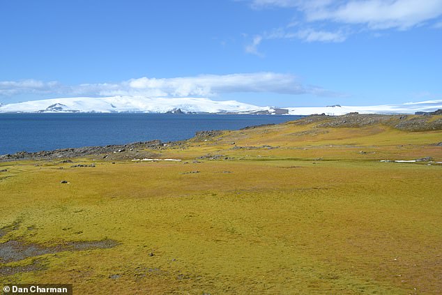 Greening accelerated by over 30 per cent in recent years (2016-2021) relative to the full study period (1986-2021) ¿ expanding by over 400,000 square metres per year in this period. Pictured: Barrientos Island