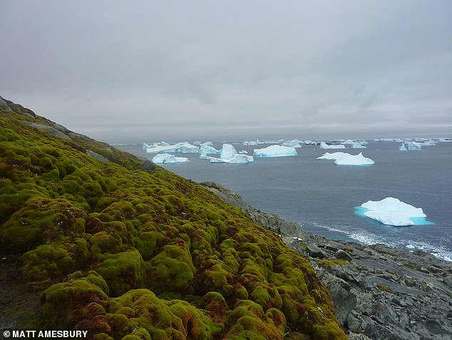 Previous studies have shown that, like many polar regions, the Antarctic Peninsula is warming faster than the global average. Pictured: Green Island