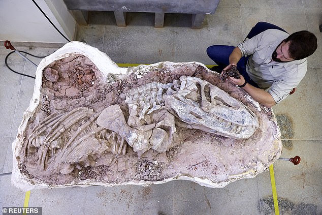 Above, paleontologist  Rodrigo Temp Müller holds a fossil of the new species, called 'Gondwanax paraisensis,' next to a contemporary fossil of 'Prestosuchus chiniquensis,' a species that also lived 237 million years ago