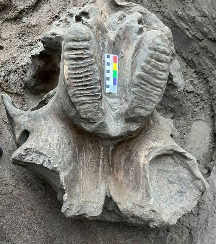 The remains of the ancient mammoth were found near the Jyrgalang River in Kyrgyzstan