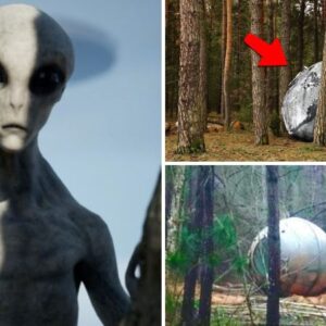 UFO seekers in Poland discover a crashed alien spaceship.