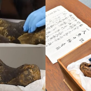 Mysterious Mermaid Mummy Investigated By Scientists